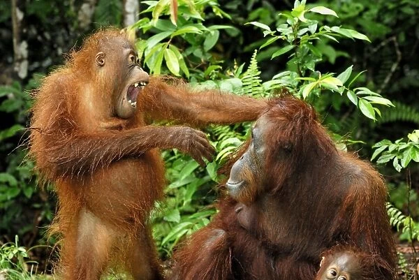 Borneo Orangutan - female with baby. Camp Leaky, Tanjung Puting National Park, Borneo, Indonesia