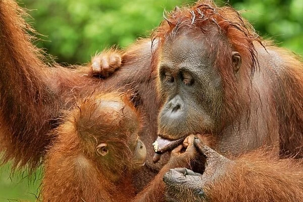 Borneo Orangutan - female with baby. Camp Leaky, Tanjung Puting National Park, Borneo, Indonesia
