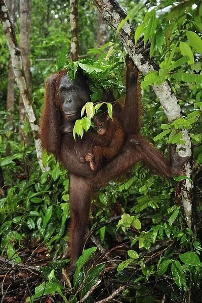 Borneo Orangutan - female with baby - holding leaves over their heads as a roof  /  umbrella to protect themselves from rain - Camp Leakey - Tanjung Puting National Park - Kalimantan - Borneo - Indonesia