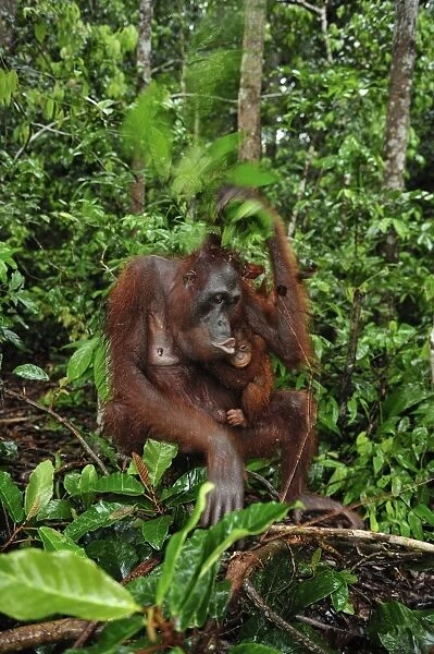 Borneo Orangutan - female with baby - holding leaves over their heads as a roof  /  umbrella to protect themselves from rain - Camp Leakey - Tanjung Puting National Park - Kalimantan - Borneo - Indonesia