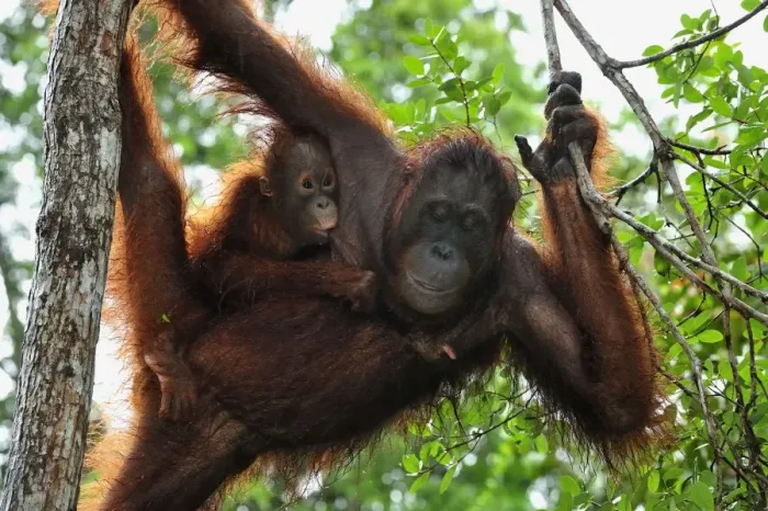 Framed Print : Borneo Orangutan - female with baby on a tree - Camp Leakey - Tanjung Puting National Park - Kalimantan - Borneo - Indonesia Framed Print : Borneo Orangutan - female with baby on a tree - Camp Leakey - Tanjung Puting National Park - Kalimantan - Borneo - Indonesia
