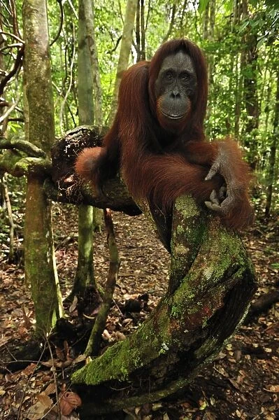 Borneo Orangutan - female - Camp Leakey - Tanjung Puting National Park - Kalimantan - Borneo - Indonesia