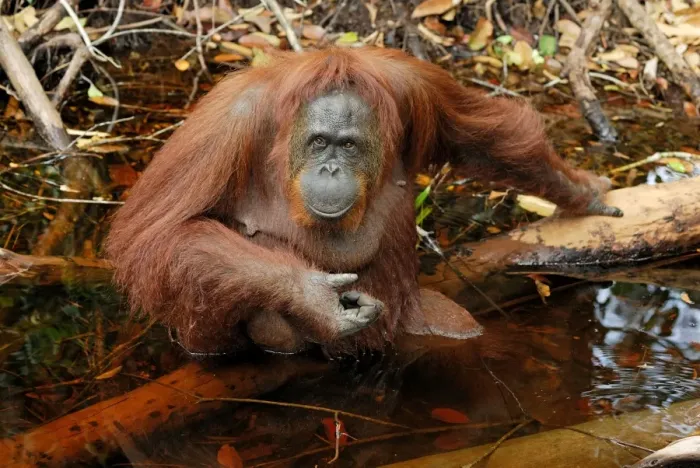 Framed Print : Borneo Orangutan - female. Camp Leaky, Tanjung Puting National Park, Borneo, Indonesia Framed Print : Borneo Orangutan - female. Camp Leaky, Tanjung Puting National Park, Borneo, Indonesia