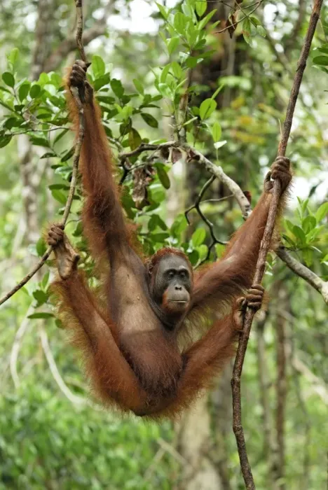 Framed Print : Borneo Orangutan - female. Camp Leaky, Tanjung Puting National Park, Borneo, Indonesia Framed Print : Borneo Orangutan - female. Camp Leaky, Tanjung Puting National Park, Borneo, Indonesia