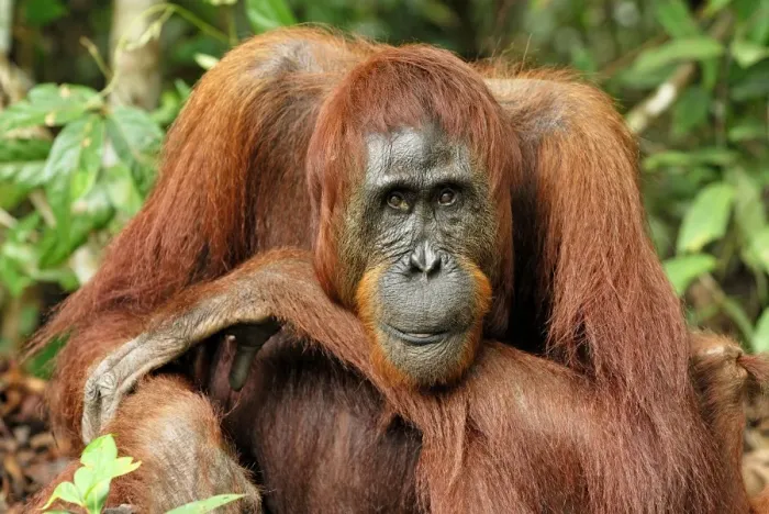 Framed Print : Borneo Orangutan - female. Camp Leaky, Tanjung Puting National Park, Borneo, Indonesia Framed Print : Borneo Orangutan - female. Camp Leaky, Tanjung Puting National Park, Borneo, Indonesia