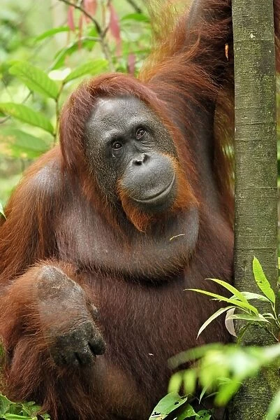 Borneo Orangutan - female. Camp Leaky, Tanjung Puting National Park, Borneo, Indonesia