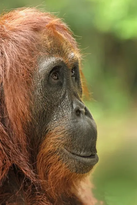 Framed Print : Borneo Orangutan - female. Camp Leaky, Tanjung Puting National Park, Borneo, Indonesia Framed Print : Borneo Orangutan - female. Camp Leaky, Tanjung Puting National Park, Borneo, Indonesia