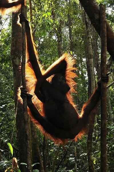 Borneo Orangutan - female hanging from tree - back light - Camp Leakey - Tanjung Puting National Park - Kalimantan - Borneo - Indonesia