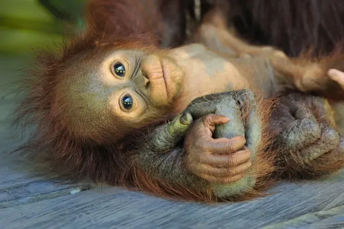 Framed Print : Borneo Orangutan - female holding her baby - Camp Leakey - Tanjung Puting National Park - Kalimantan - Borneo - Indonesia Framed Print : Borneo Orangutan - female holding her baby - Camp Leakey - Tanjung Puting National Park - Kalimantan - Borneo - Indonesia