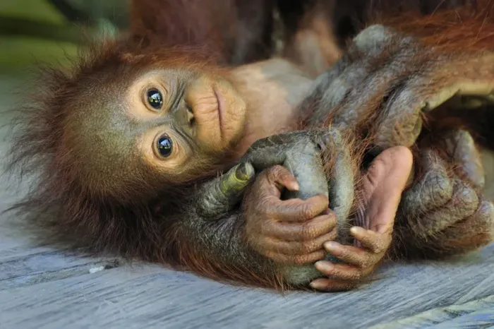 Framed Print : Borneo Orangutan - female holding her baby - Camp Leakey - Tanjung Puting National Park - Kalimantan - Borneo - Indonesia Framed Print : Borneo Orangutan - female holding her baby - Camp Leakey - Tanjung Puting National Park - Kalimantan - Borneo - Indonesia