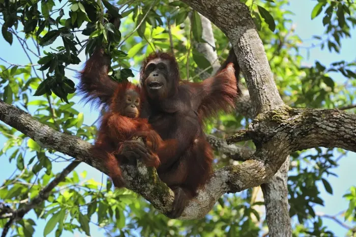 Framed Print : Borneo Orangutan - female with juvenile and baby - Camp Leakey - Tanjung Puting National Park - Kalimantan - Borneo - Indonesia Framed Print : Borneo Orangutan - female with juvenile and baby - Camp Leakey - Tanjung Puting National Park - Kalimantan - Borneo - Indonesia