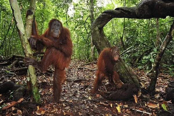 Borneo Orangutan - female with juvenile - Camp Leakey - Tanjung Puting National Park - Kalimantan - Borneo - Indonesia