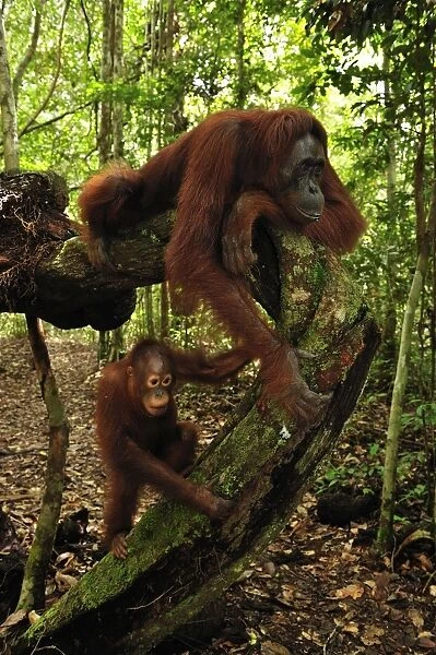 Borneo Orangutan - female with juvenile - Camp Leakey - Tanjung Puting National Park - Kalimantan - Borneo - Indonesia