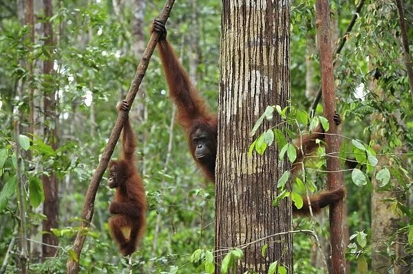 Borneo Orangutan - female and juvenile hanging from branch in tree - Camp Leakey - Tanjung Puting National Park - Kalimantan - Borneo - Indonesia