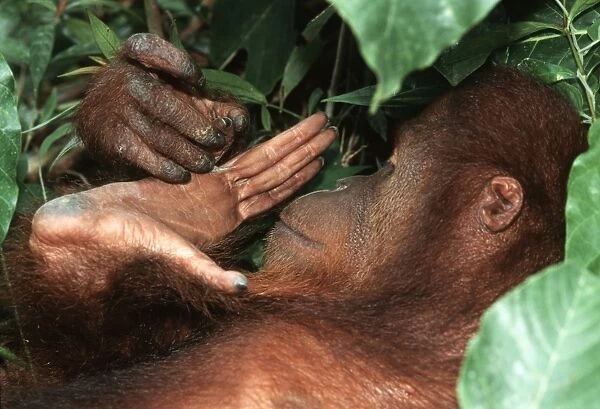Borneo Orangutan - female looking at hand - Sepilok - Malaysia