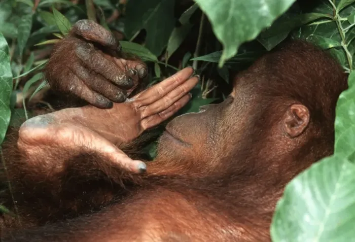 Framed Print : Borneo Orangutan - female looking at hand - Sepilok - Malaysia Framed Print : Borneo Orangutan - female looking at hand - Sepilok - Malaysia