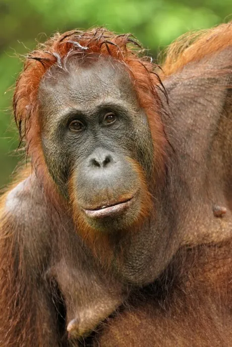 Framed Print : Borneo Orangutan - female after rain. Camp Leaky, Tanjung Puting National Park, Borneo, Indonesia