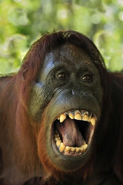 Borneo Orangutan - female showing her teeth - Camp Leakey - Tanjung Puting National Park - Kalimantan - Borneo - Indonesia