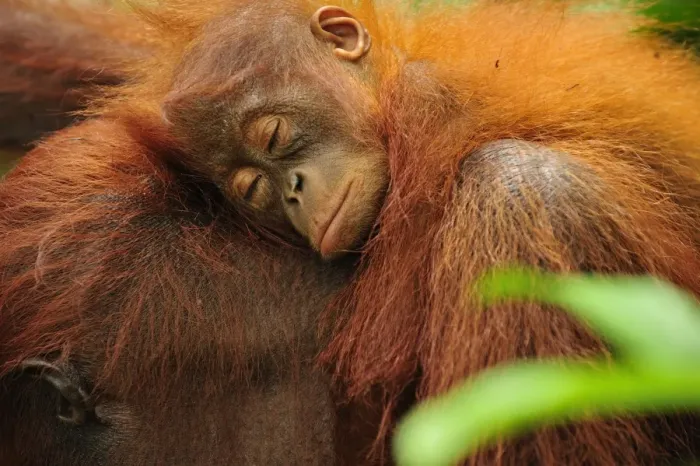 Framed Print : Borneo Orangutan - female with sleeping baby - Camp Leakey - Tanjung Puting National Park - Kalimantan - Borneo - Indonesia Framed Print : Borneo Orangutan - female with sleeping baby - Camp Leakey - Tanjung Puting National Park - Kalimantan - Borneo - Indonesia