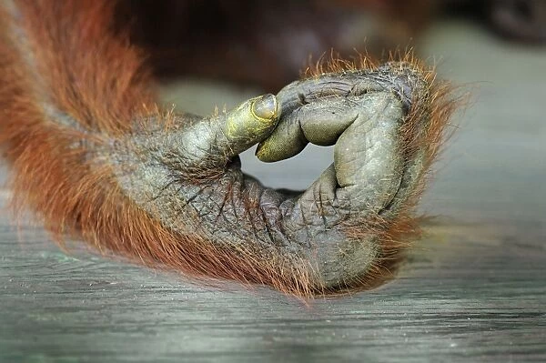 Borneo Orangutan - hand - Camp Leakey - Tanjung Puting National Park - Kalimantan - Borneo - Indonesia
