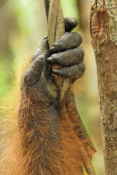 Borneo Orangutan - hand. Camp Leaky, Tanjung Puting National Park, Borneo, Indonesia