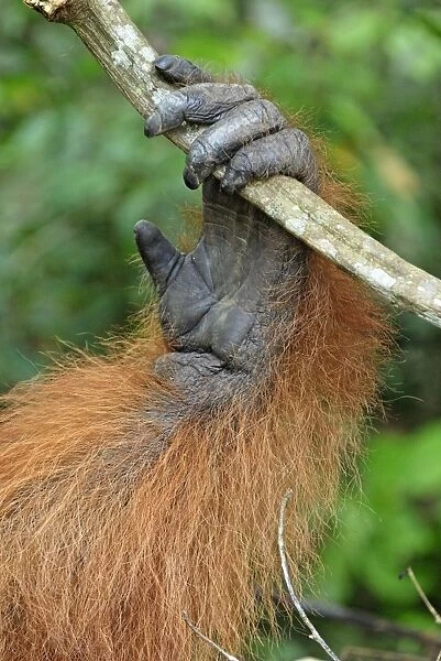 Borneo Orangutan - hand. Camp Leaky, Tanjung Puting National Park, Borneo, Indonesia
