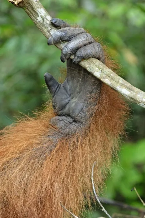 Framed Print : Borneo Orangutan - hand. Camp Leaky, Tanjung Puting National Park, Borneo, Indonesia