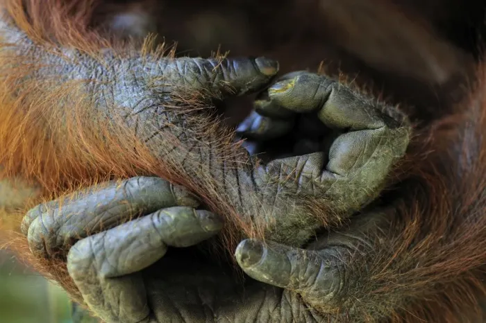 Framed Print : Borneo Orangutan - hands - Camp Leakey - Tanjung Puting National Park - Kalimantan - Borneo - Indonesia Framed Print : Borneo Orangutan - hands - Camp Leakey - Tanjung Puting National Park - Kalimantan - Borneo - Indonesia