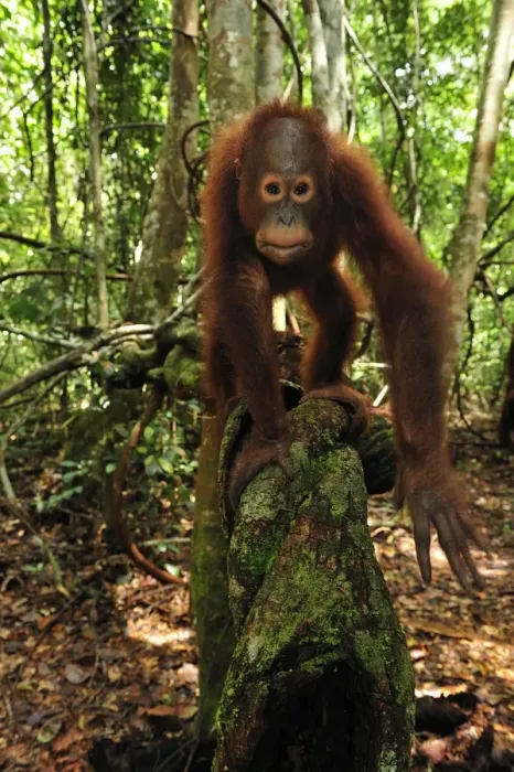 Framed Print : Borneo Orangutan - juvenile - Camp Leakey - Tanjung Puting National Park - Kalimantan - Borneo - Indonesia Framed Print : Borneo Orangutan - juvenile - Camp Leakey - Tanjung Puting National Park - Kalimantan - Borneo - Indonesia