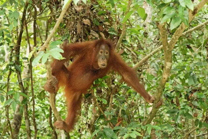 Framed Print : Borneo Orangutan - juvenile. Camp Leaky, Tanjung Puting National Park, Borneo, Indonesia Framed Print : Borneo Orangutan - juvenile. Camp Leaky, Tanjung Puting National Park, Borneo, Indonesia