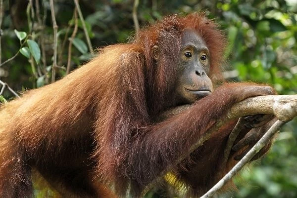 Borneo Orangutan - juvenile. Camp Leaky, Tanjung Puting National Park, Borneo, Indonesia