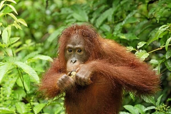 Borneo Orangutan - juvenile. Camp Leaky, Tanjung Puting National Park, Borneo, Indonesia