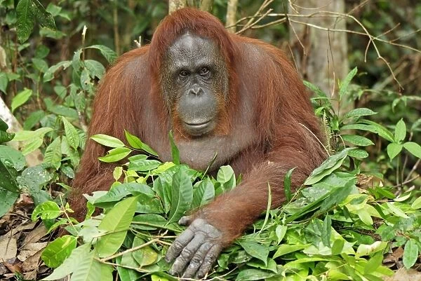 Borneo Orangutan - making a nest. Camp Leaky, Tanjung Puting National Park, Borneo, Indonesia