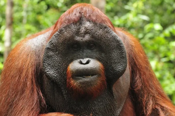 Framed Print : Borneo Orangutan - male - Camp Leakey - Tanjung Puting National Park - Kalimantan - Borneo - Indonesia Framed Print : Borneo Orangutan - male - Camp Leakey - Tanjung Puting National Park - Kalimantan - Borneo - Indonesia