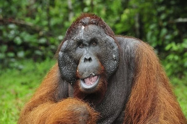 Borneo Orangutan - male - Kusasi scarred - Camp Leakey - Tanjung Puting National Park - Kalimantan - Borneo - Indonesia