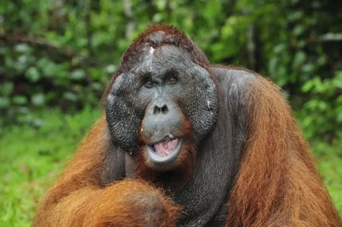 Framed Print : Borneo Orangutan - male - Kusasi scarred - Camp Leakey - Tanjung Puting National Park - Kalimantan - Borneo - Indonesia Framed Print : Borneo Orangutan - male - Kusasi scarred - Camp Leakey - Tanjung Puting National Park - Kalimantan - Borneo - Indonesia