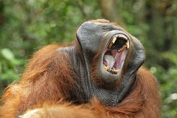 Borneo Orangutan - male yawning. Camp Leaky, Tanjung Puting National Park, Borneo, Indonesia