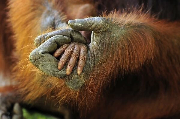 Borneo Orangutan - mother's and baby's hands - Camp Leakey - Tanjung Puting National Park - Kalimantan - Borneo - Indonesia