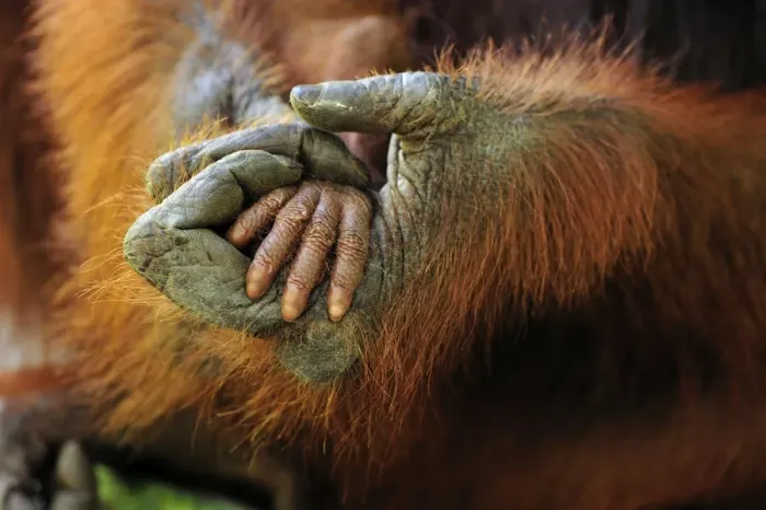 Framed Print : Borneo Orangutan - mother's and baby's hands - Camp Leakey - Tanjung Puting National Park - Kalimantan - Borneo - Indonesia Framed Print : Borneo Orangutan - mother's and baby's hands - Camp Leakey - Tanjung Puting National Park - Kalimantan - Borneo - Indonesia