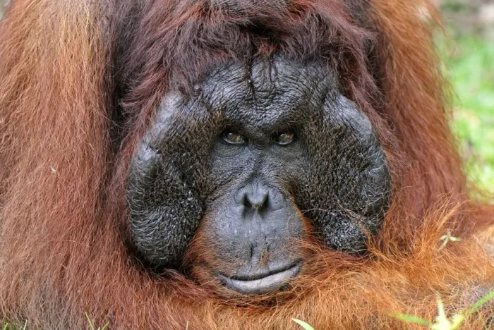Framed Print : Borneo Orangutan - old male. Camp Leaky, Tanjung Puting National Park, Borneo, Indonesia Framed Print : Borneo Orangutan - old male. Camp Leaky, Tanjung Puting National Park, Borneo, Indonesia