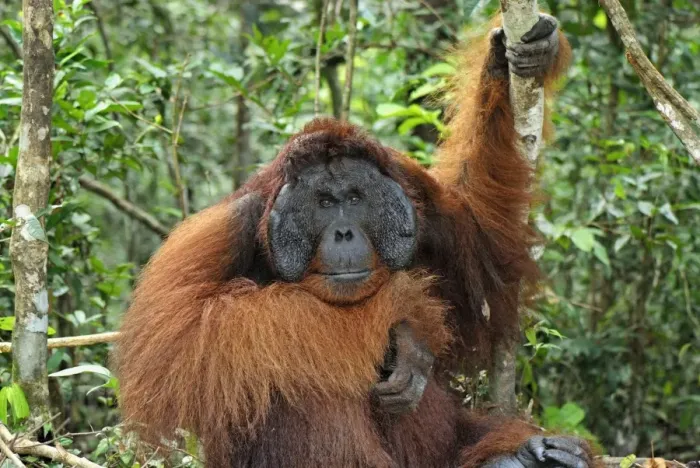 Framed Print : Borneo Orangutan - old male. Camp Leaky, Tanjung Puting National Park, Borneo, Indonesia Framed Print : Borneo Orangutan - old male. Camp Leaky, Tanjung Puting National Park, Borneo, Indonesia