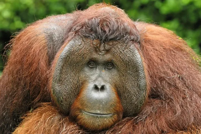 Framed Print : Borneo Orangutan - old male. Camp Leaky, Tanjung Puting National Park, Borneo, Indonesia Framed Print : Borneo Orangutan - old male. Camp Leaky, Tanjung Puting National Park, Borneo, Indonesia