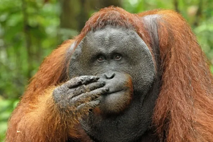Framed Print : Borneo Orangutan - old male. Camp Leaky, Tanjung Puting National Park, Borneo, Indonesia Framed Print : Borneo Orangutan - old male. Camp Leaky, Tanjung Puting National Park, Borneo, Indonesia