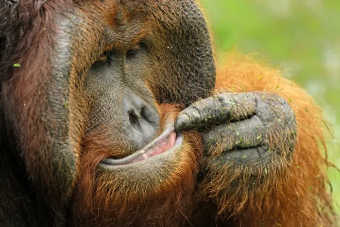 Framed Print : Borneo Orangutan - old male. Camp Leaky, Tanjung Puting National Park, Borneo, Indonesia Framed Print : Borneo Orangutan - old male. Camp Leaky, Tanjung Puting National Park, Borneo, Indonesia