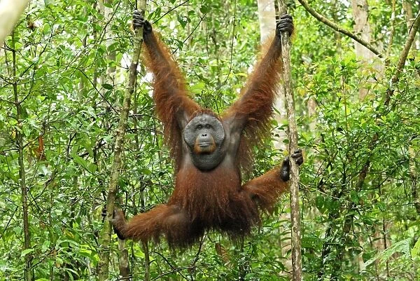 Borneo Orangutan - old male. Camp Leaky, Tanjung Puting National Park, Borneo, Indonesia