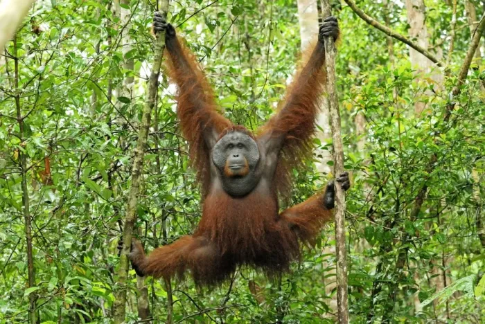 Framed Print : Borneo Orangutan - old male. Camp Leaky, Tanjung Puting National Park, Borneo, Indonesia Framed Print : Borneo Orangutan - old male. Camp Leaky, Tanjung Puting National Park, Borneo, Indonesia