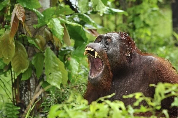 Borneo Orangutan - yawning - Camp Leakey - Tanjung Puting National Park - Kalimantan - Borneo - Indonesia
