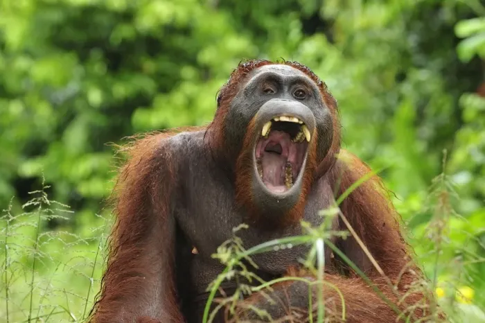 Framed Print : Borneo Orangutan - yawning - Camp Leakey - Tanjung Puting National Park - Kalimantan - Borneo - Indonesia Framed Print : Borneo Orangutan - yawning - Camp Leakey - Tanjung Puting National Park - Kalimantan - Borneo - Indonesia