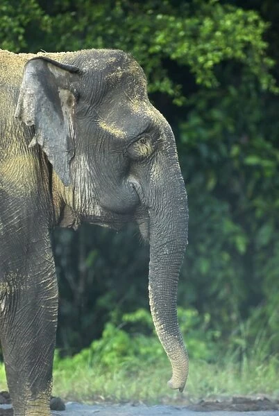 Borneo Pygmy Elephant - endemic Borneo