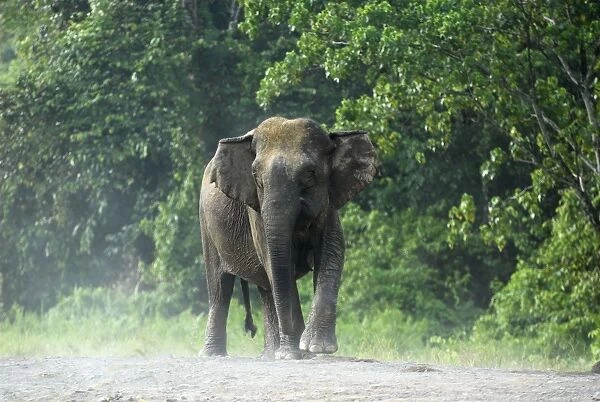 Borneo Pygmy Elephant - endemic Borneo